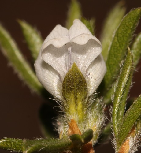 Image of Outramp Dottypea by (c) Brian du Preez, some rights reserved (CC BY-SA)
