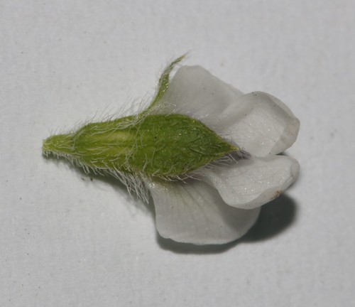 Image of Outramp Dottypea by (c) Brian du Preez, some rights reserved (CC BY-SA)