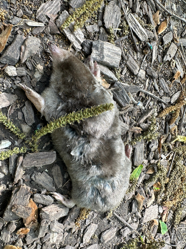 Eastern Mole observed by evanharms