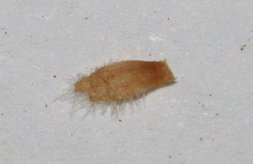 Image of Psoralea outrampsii by (c) Brian du Preez, some rights reserved (CC BY-SA)