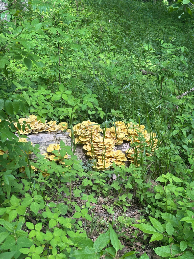 Golden Oyster Mushroom · May 2026 · photo: Photo: (c) Evan Harms, some rights reserved (CC BY) · iNaturalist