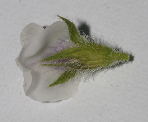 Image of Psoralea outrampsii by (c) Brian du Preez, some rights reserved (CC BY-SA)