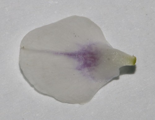 Image of Psoralea outrampsii by (c) Brian du Preez, some rights reserved (CC BY-SA)