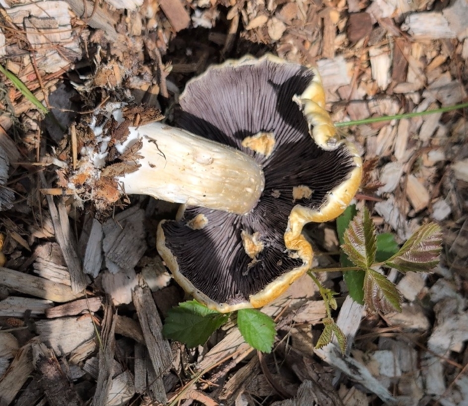 Wine-cap Stropharia · May 2026 · photo: Photo: no rights reserved · iNaturalist