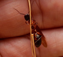 Camponotus texanus