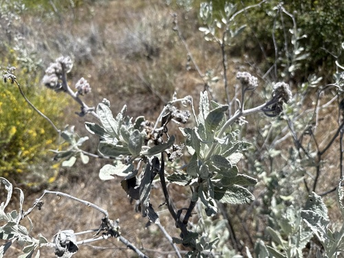 iNaturalist observation photo of Woolly Yerba Santa