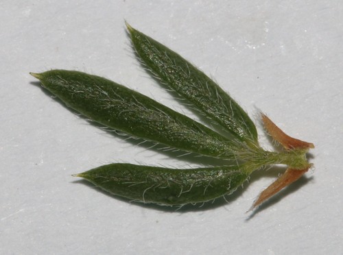 Image of Psoralea outrampsii by (c) Brian du Preez, some rights reserved (CC BY-SA)