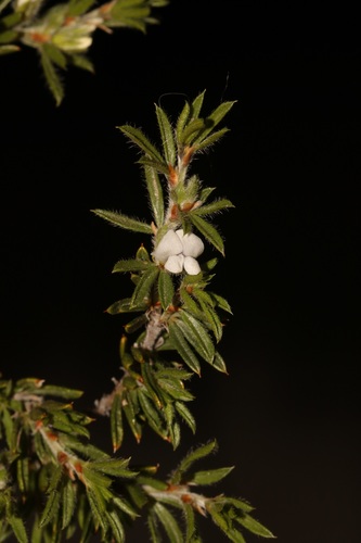 Image of Psoralea outrampsii by (c) Brian du Preez, some rights reserved (CC BY-SA)