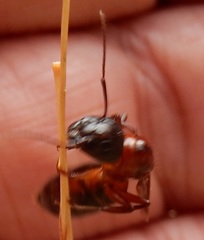 Camponotus texanus