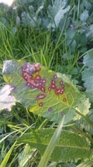 Venturia rumicis