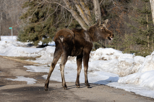 Moose