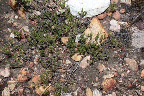Image of Outramp Dottypea by (c) Brian du Preez, some rights reserved (CC BY-SA)