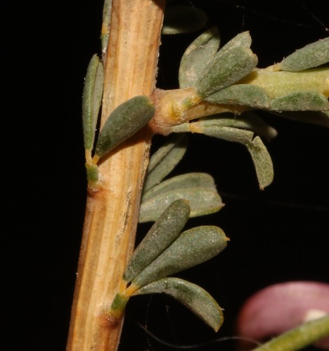 Image of Wiborgia tenuifolia by (c) Brian du Preez, some rights reserved (CC BY-SA)