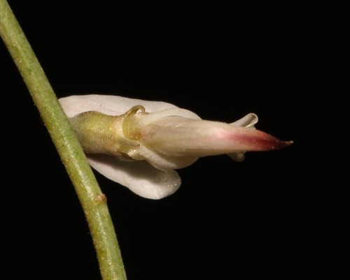 Image of Wiborgia tenuifolia by (c) Brian du Preez, some rights reserved (CC BY-SA)