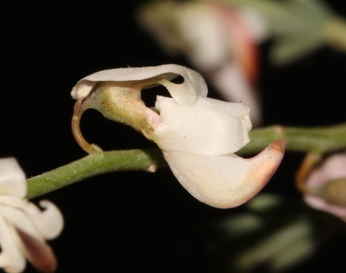 Image of Wiborgia tenuifolia by (c) Brian du Preez, some rights reserved (CC BY-SA)
