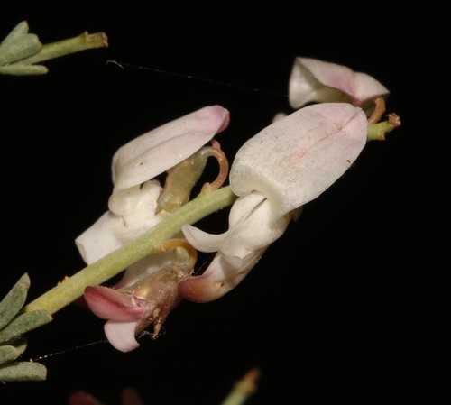 Pink Pennypea (Wiborgia tenuifolia)