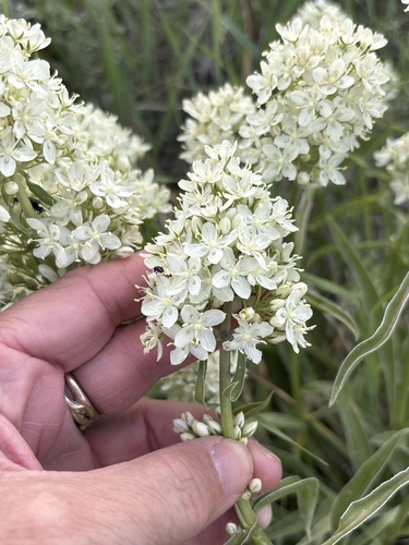 Frasera montana