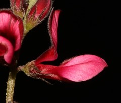 Indigofera complicata