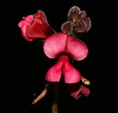 Indigofera complicata