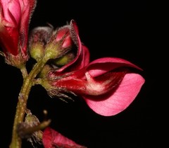 Indigofera complicata