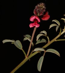 Indigofera complicata