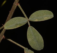Indigofera complicata