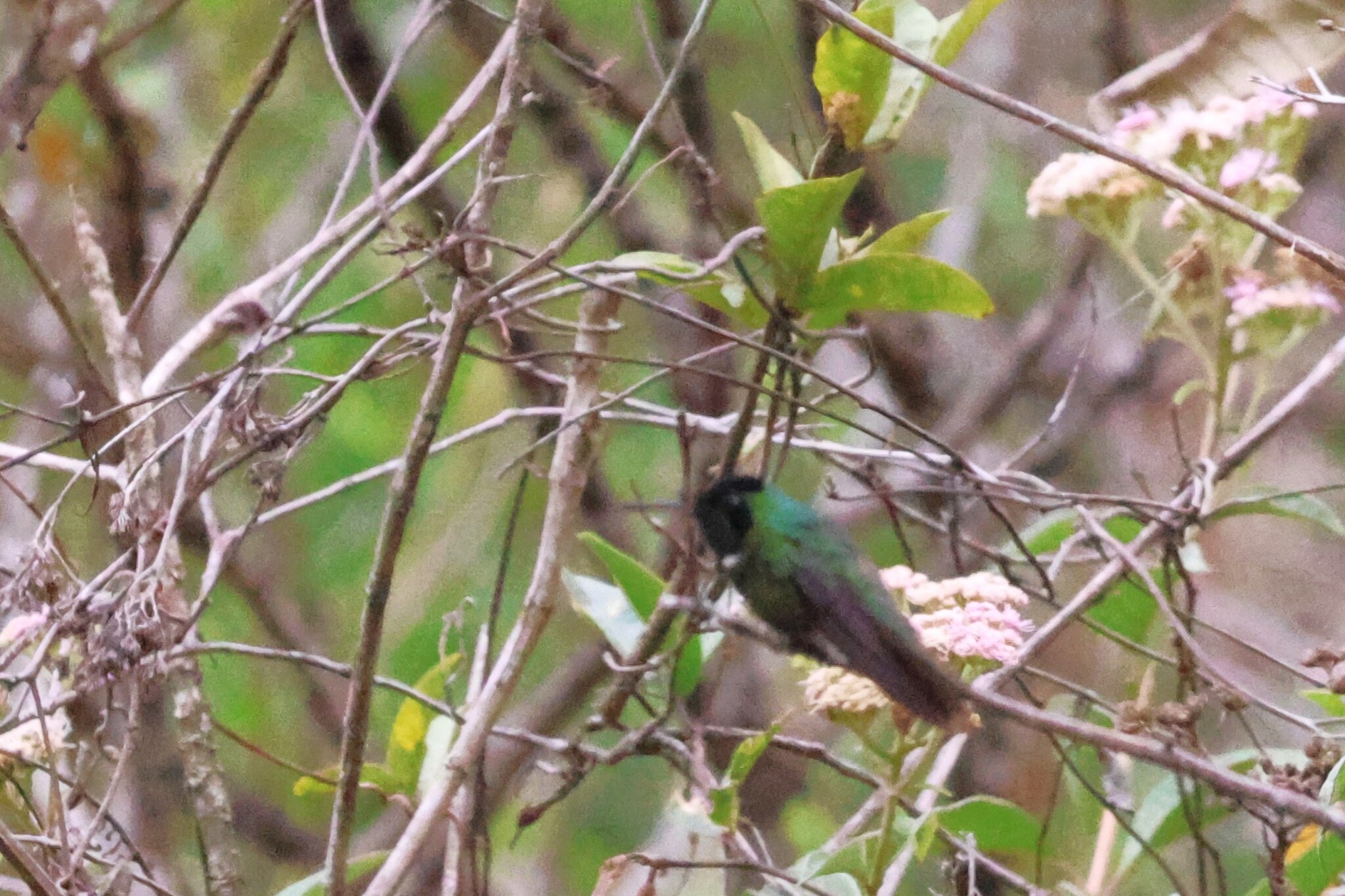 Hooded Visorbearer (Augastes lumachella), photo 2