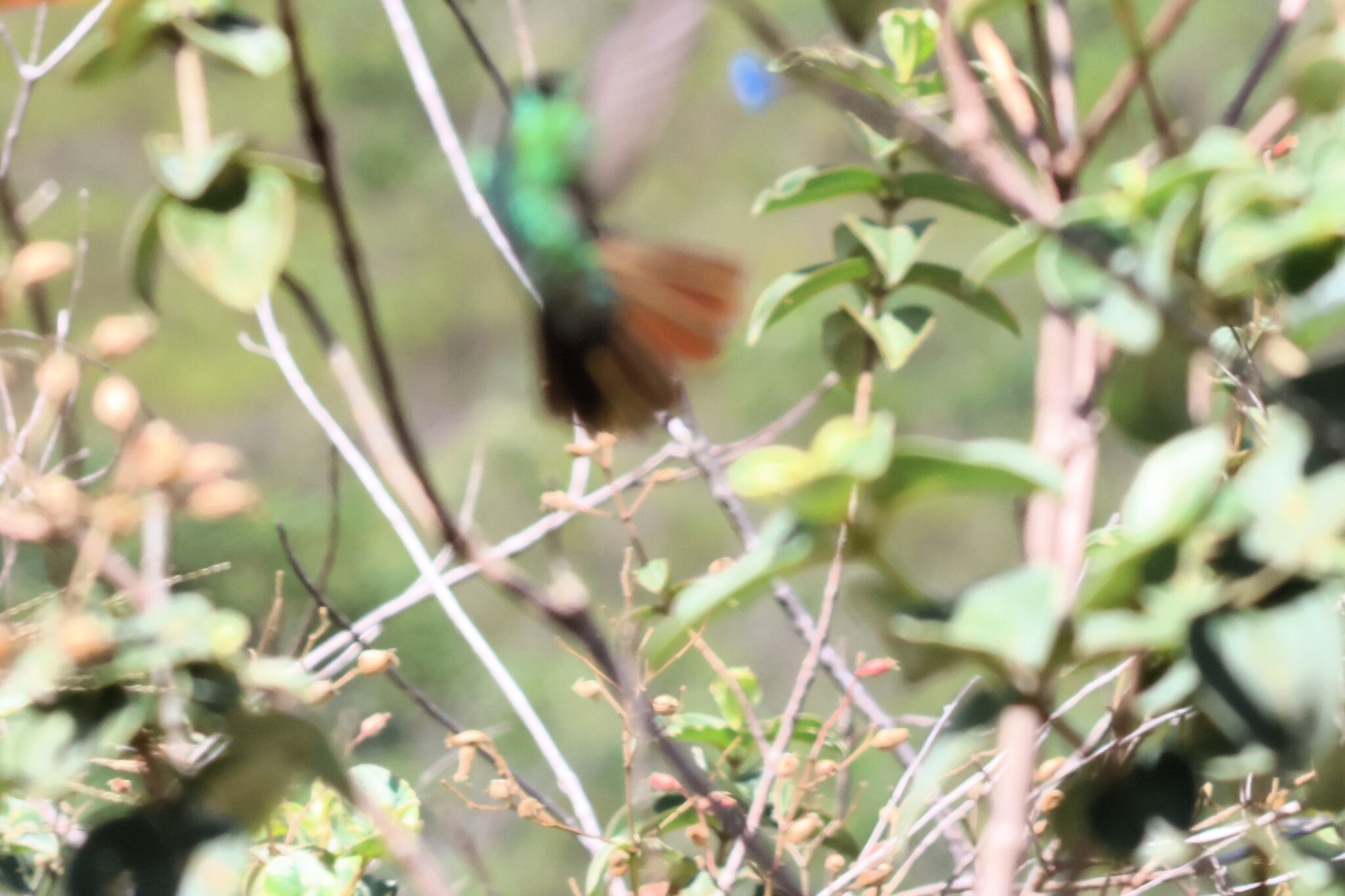 Hooded Visorbearer (Augastes lumachella), photo 3