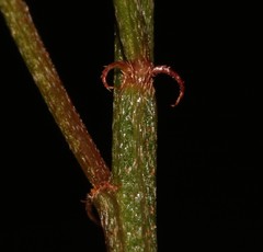 Indigofera complicata