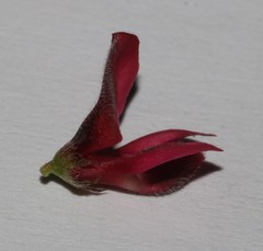 Indigofera complicata