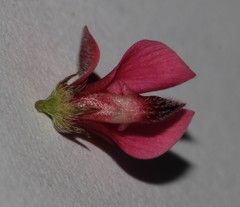 Indigofera complicata