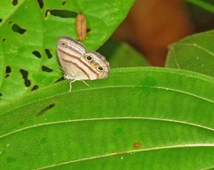 Cissia terrestris