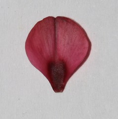 Indigofera complicata