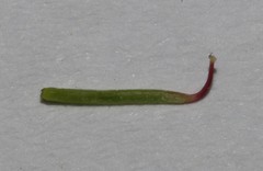 Indigofera complicata