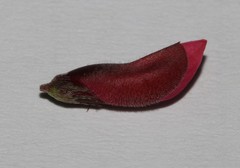 Indigofera complicata