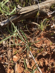 Calystegia stebbinsii