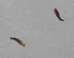 Indigofera complicata