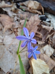 Scilla siberica