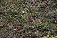 Indigofera complicata