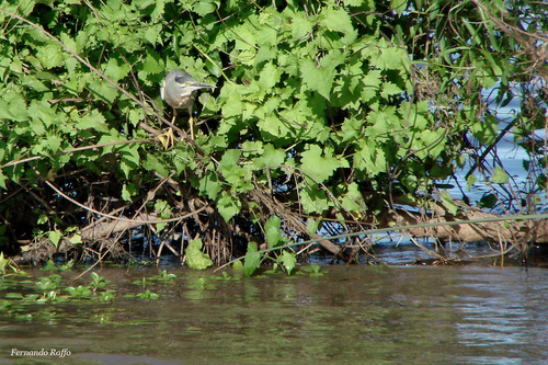 iNaturalist image
