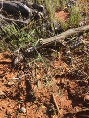Calystegia stebbinsii