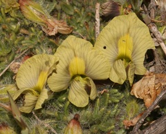 Lotononis gracilifolia