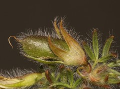 Lotononis gracilifolia