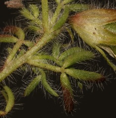 Lotononis gracilifolia