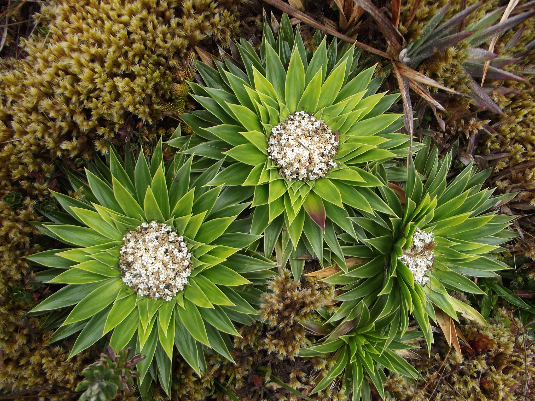 Valeriana rigida image