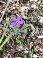 Phlox divaricata