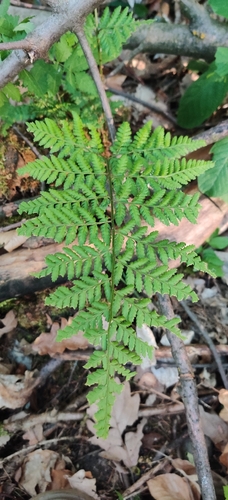 broad buckler-fern
