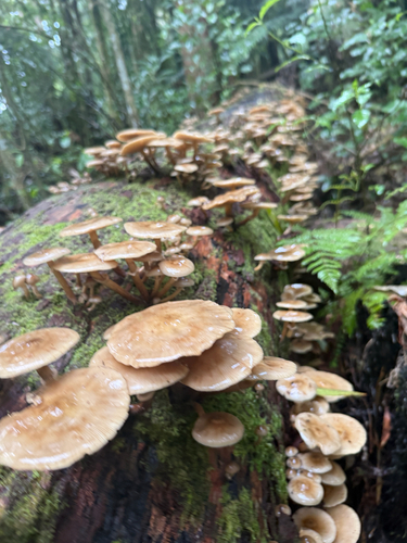 Austral Honey Mushroom