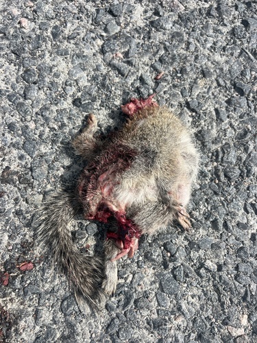 Franklin's Ground Squirrel observed by colindjones
