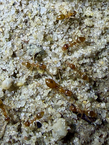 Myrmecocystus testaceus photo 4